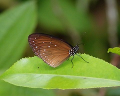 Euploea tulliolus ledereri