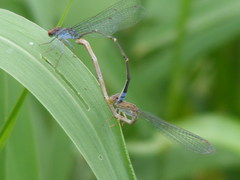 Pseudagrion sublacteum