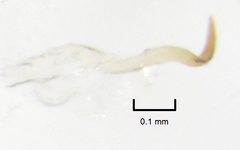 Batracomorphus adventitiosus