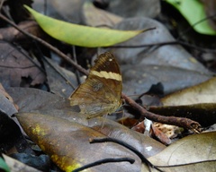 Xanthotaenia busiris