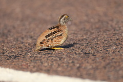 Chestnut-Backed Buttonquail photo 1
