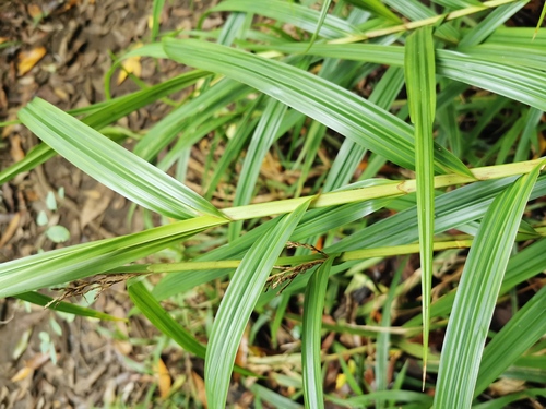 Scleria gaertneri