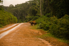 Syncerus caffer nanus