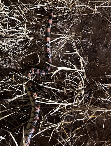 Long-nosed Snake