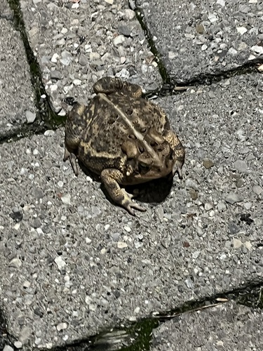 American Toad