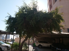 Ziziphus jujuba