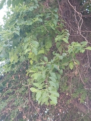Ziziphus jujuba
