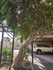 Ziziphus jujuba