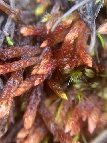 Orthothecium chryseon observed 2025-07-19