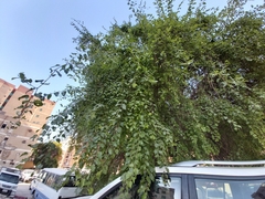 Ziziphus jujuba