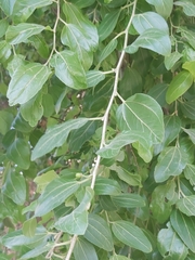 Ziziphus jujuba