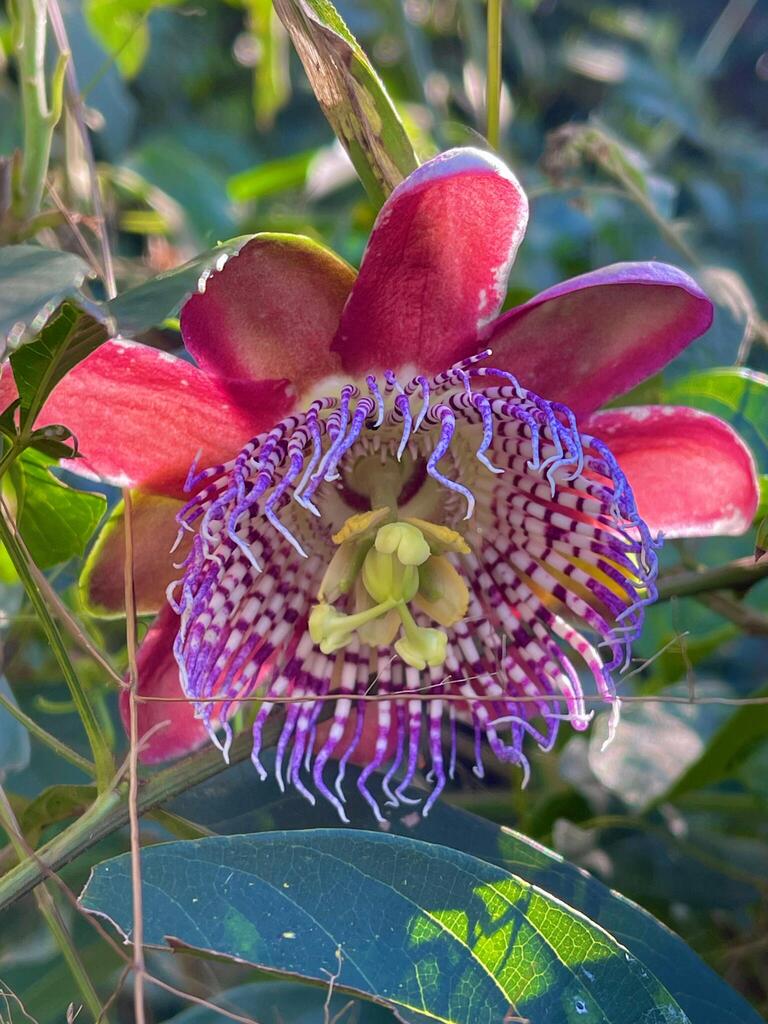 Passiflora alata, Vila Carola, Campo Mourão - PR, Brasil