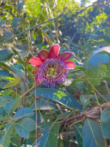 Passiflora alata