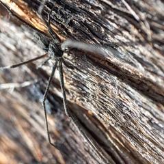 Tamopsis fickerti