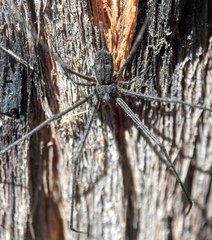 Tamopsis fickerti