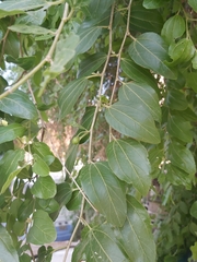 Ziziphus jujuba