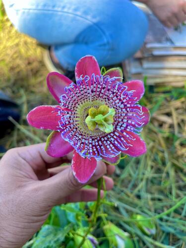 Passiflora alata