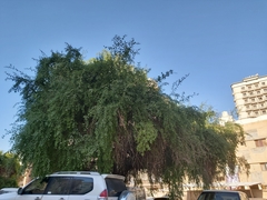 Ziziphus jujuba