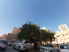 Ziziphus jujuba