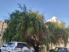 Ziziphus jujuba