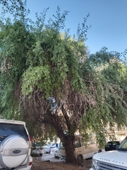 Ziziphus jujuba