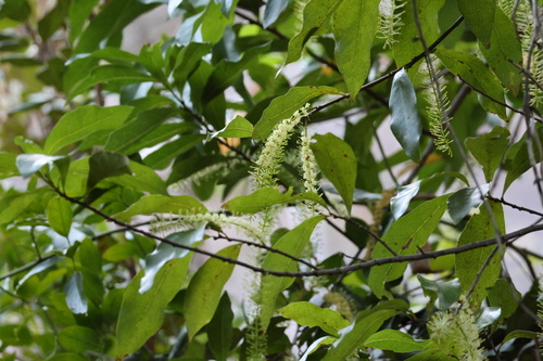 Helicia australasica observed 2025-09-13