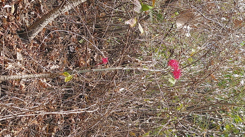 Vasconcellea parviflora (Vasconcellea parviflora)