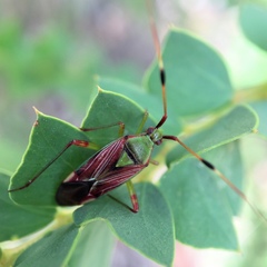 Pseudopantilius australis