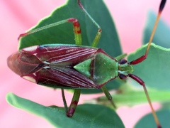 Pseudopantilius australis