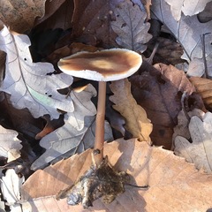 Basidiomycota