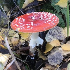 Amanita muscaria