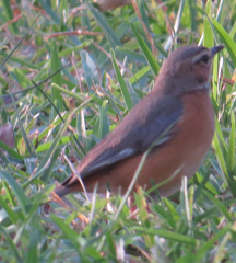 Cercotrichas barbata