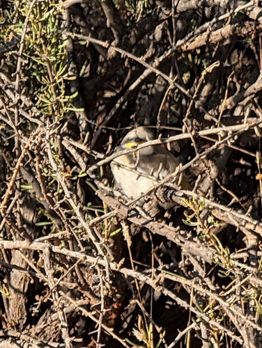 Singing Honeyeater