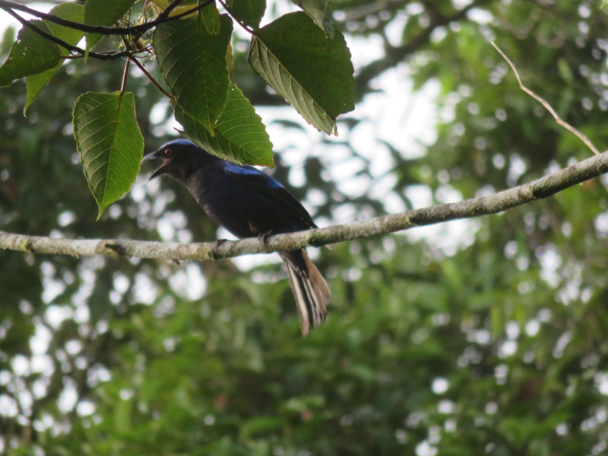 Philippine Fairy-bluebird illustration