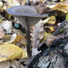 Pseudoclitocybe cyathiformis