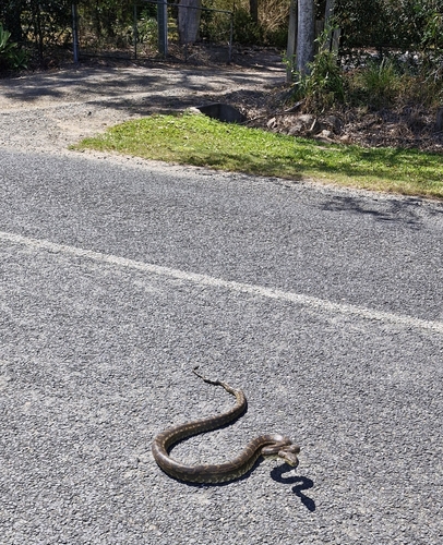 Coastal Carpet Python sighting