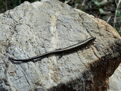 Ablepharus kitaibelii