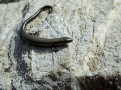 Ablepharus kitaibelii