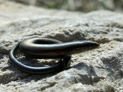 Ablepharus kitaibelii