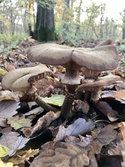 Armillaria