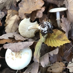 Basidiomycota