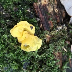 Tremella