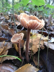 Fungi