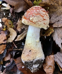 Amanita muscaria