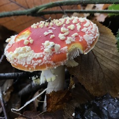 Amanita muscaria