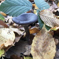 Pseudoclitocybe cyathiformis