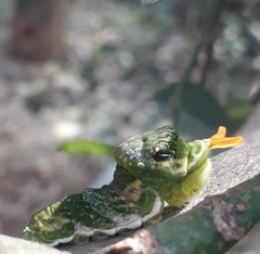 Papilio