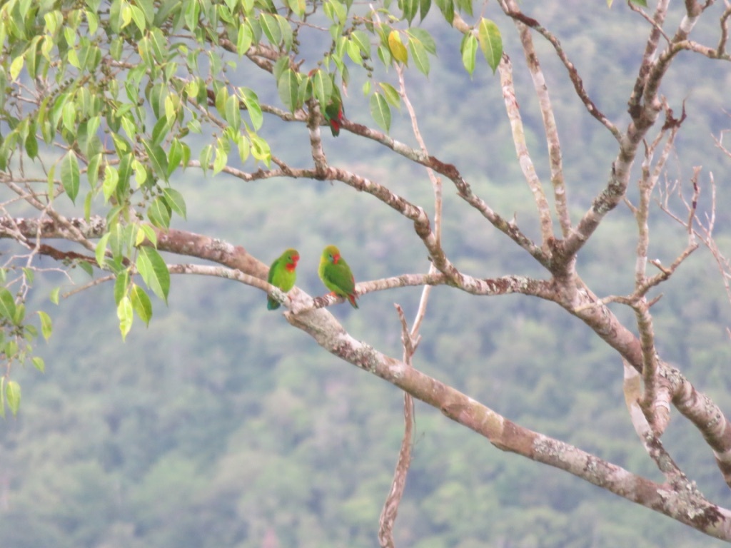 Philippine Hanging-Parrot illustration