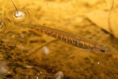 Western Minnow photo 2