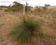 Xanthorrhoea caespitosa